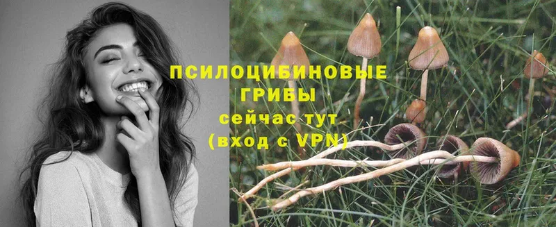 Галлюциногенные грибы Cubensis  Златоуст 